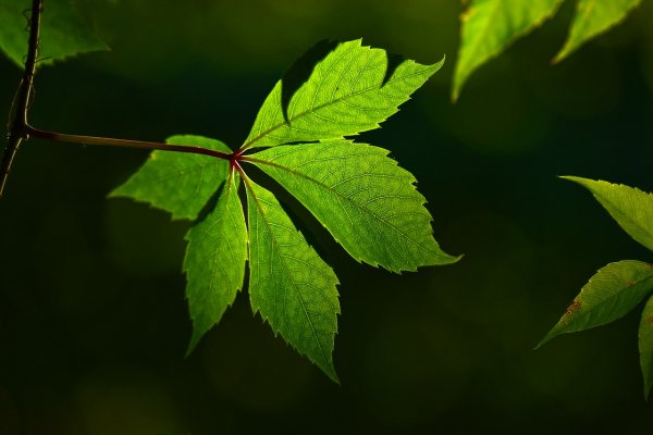 Statant kogeneracines jėgaines prioritetas teikiamas skaidrumui ir aukščiausiems aplinkosaugos...
